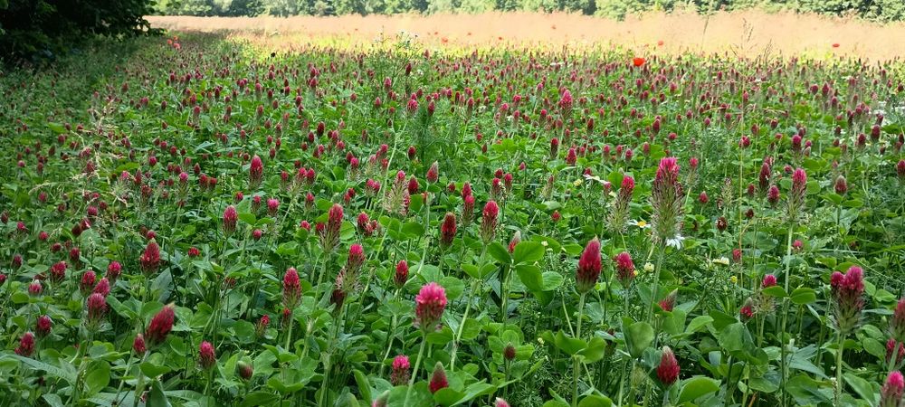 Siano z koniczyny krwistoczerwonej konie kozy króliki