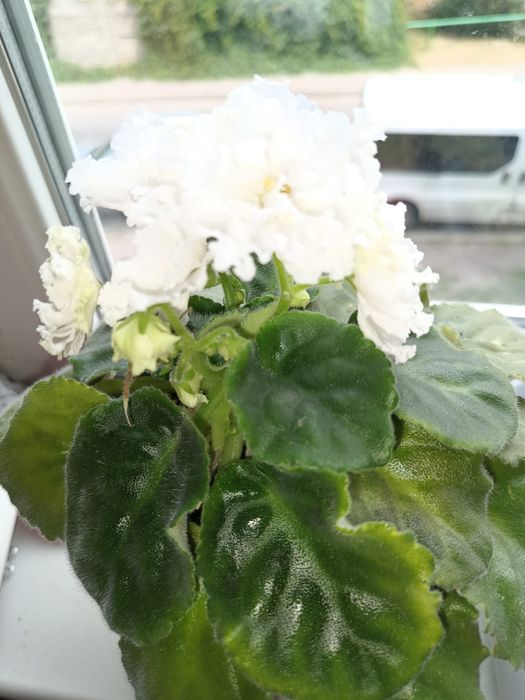 Продам білу фіалку дорослу і дітки