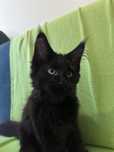 Kocurek Mainecoon czarny FPL