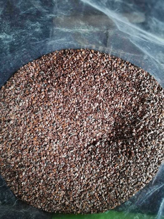 Brzoza brzozy nasiona 1kg