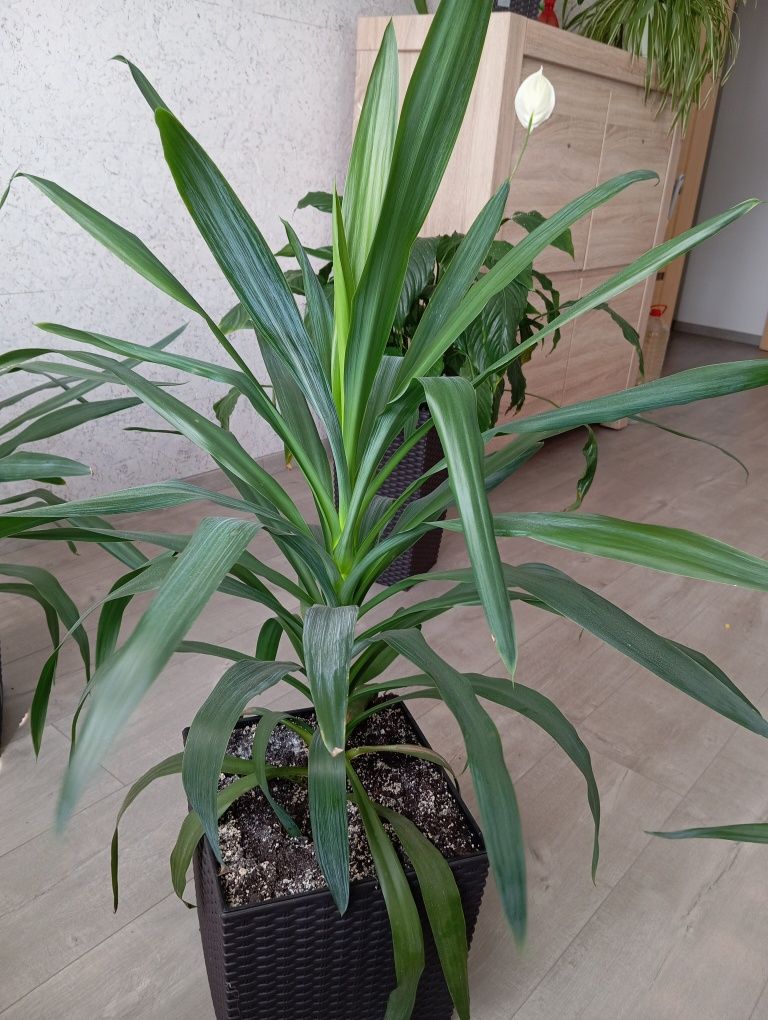 Продам большие комнатные растения