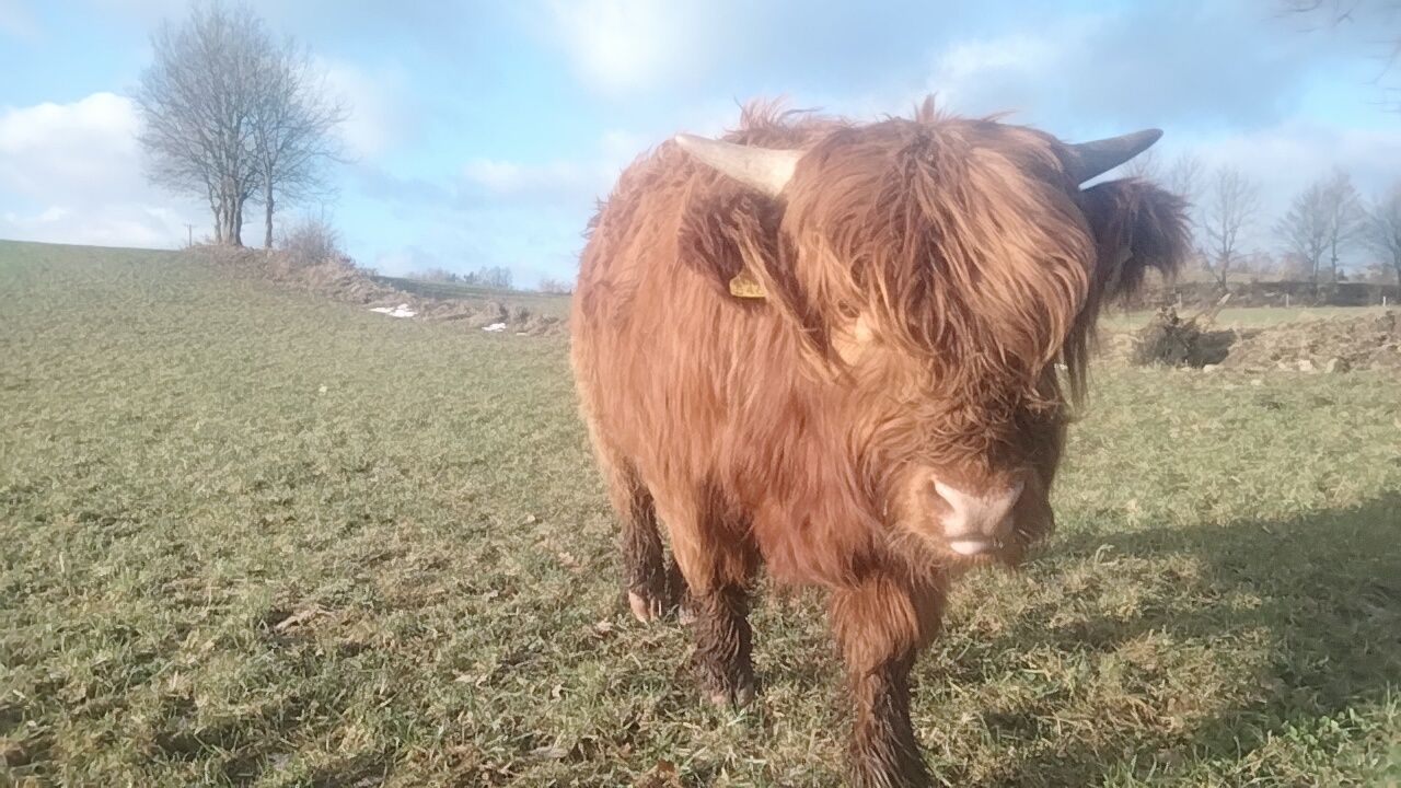 Byczek szkocki, Filip Highland Cattle