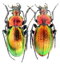 Carabus коллекция насекомые комахи, жуки, ентомологія наука