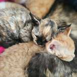 Koteczka Devon Rex FPL