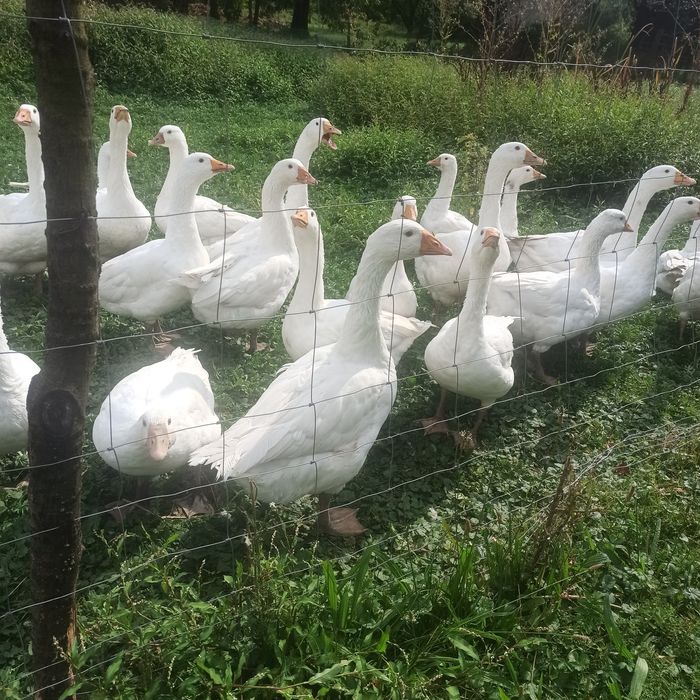 Piękne Gęsi Białe