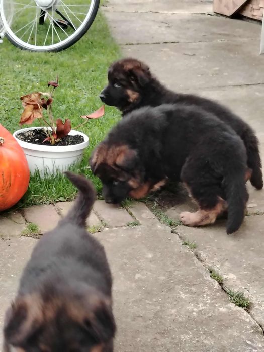 Owczarki Niemieckie dlugowlose