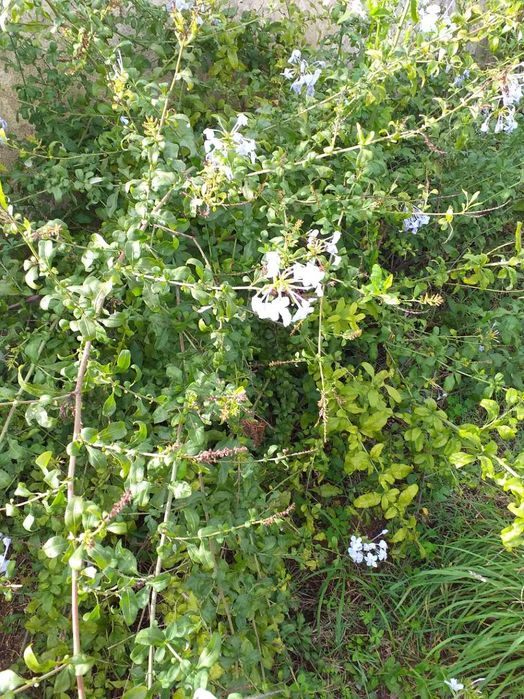 Plumbago auriculata ou jasmin azul ou Bela Emilia      RESERVADAS