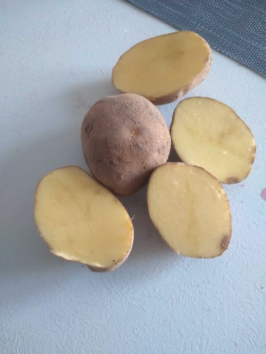 Ziemniaki jadalne Vineta