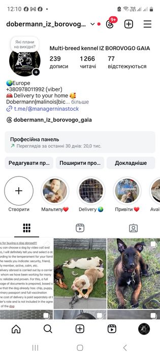 Цуценята малінуа, бельгійська вівчарка