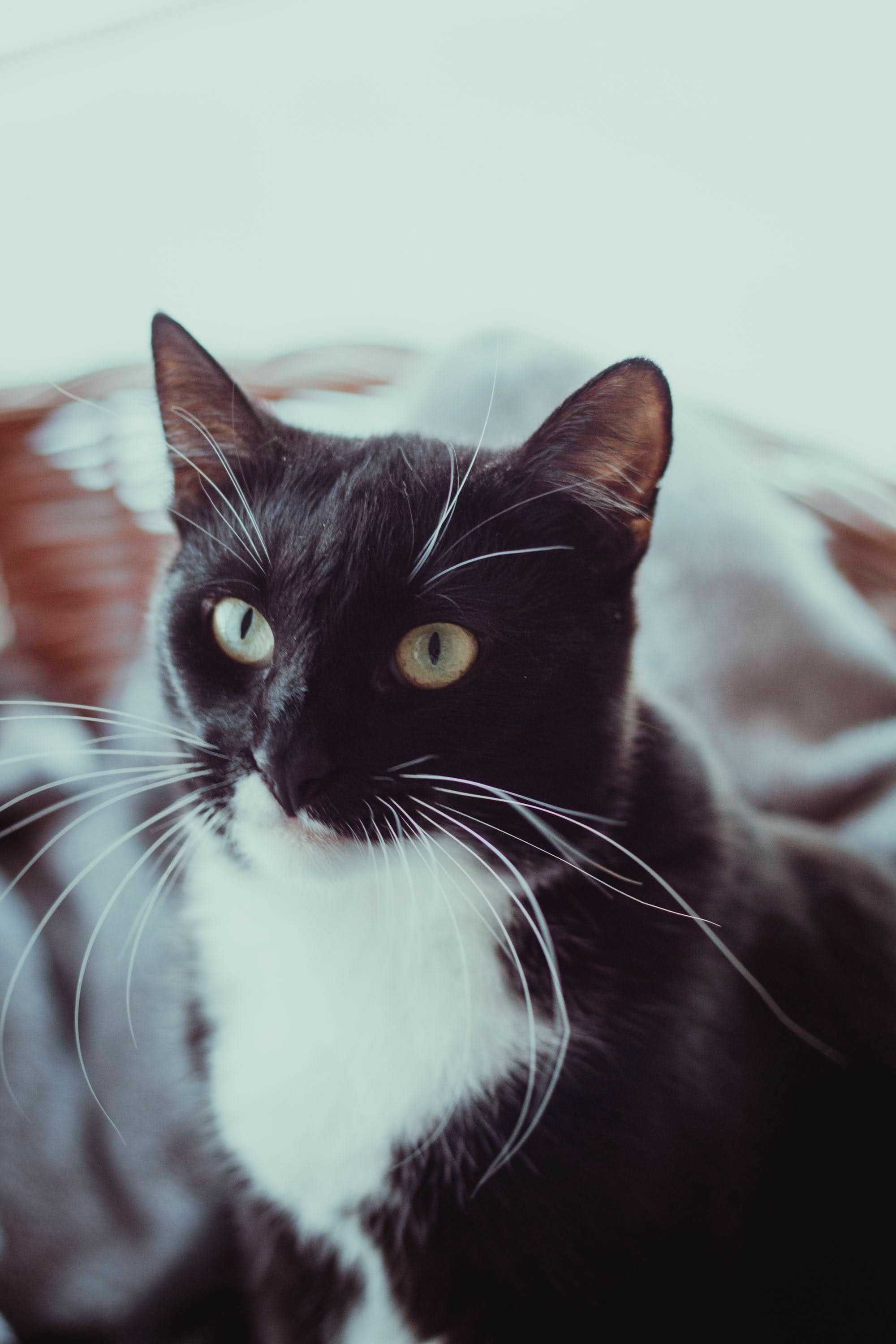 Demi zwrócona z adopcji i zapomniana