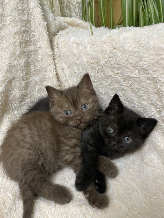 шотландські прямовухі кошенята: котики, киці