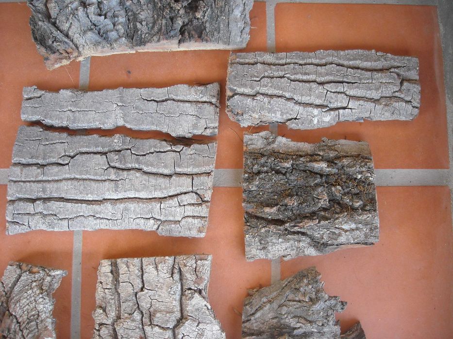 Casca de arvore natural para decoracao terrario ou outros