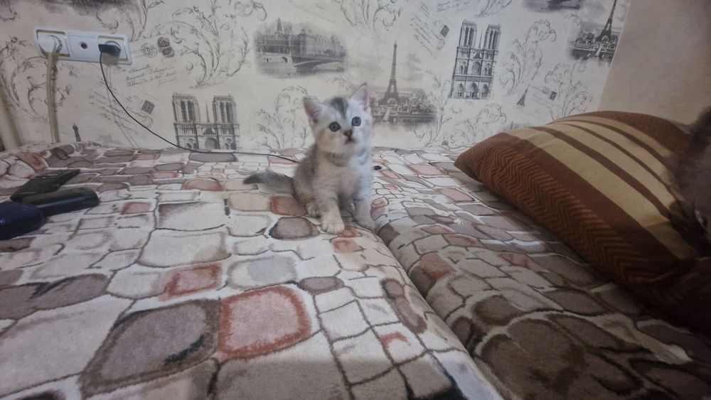 Шотландские котята