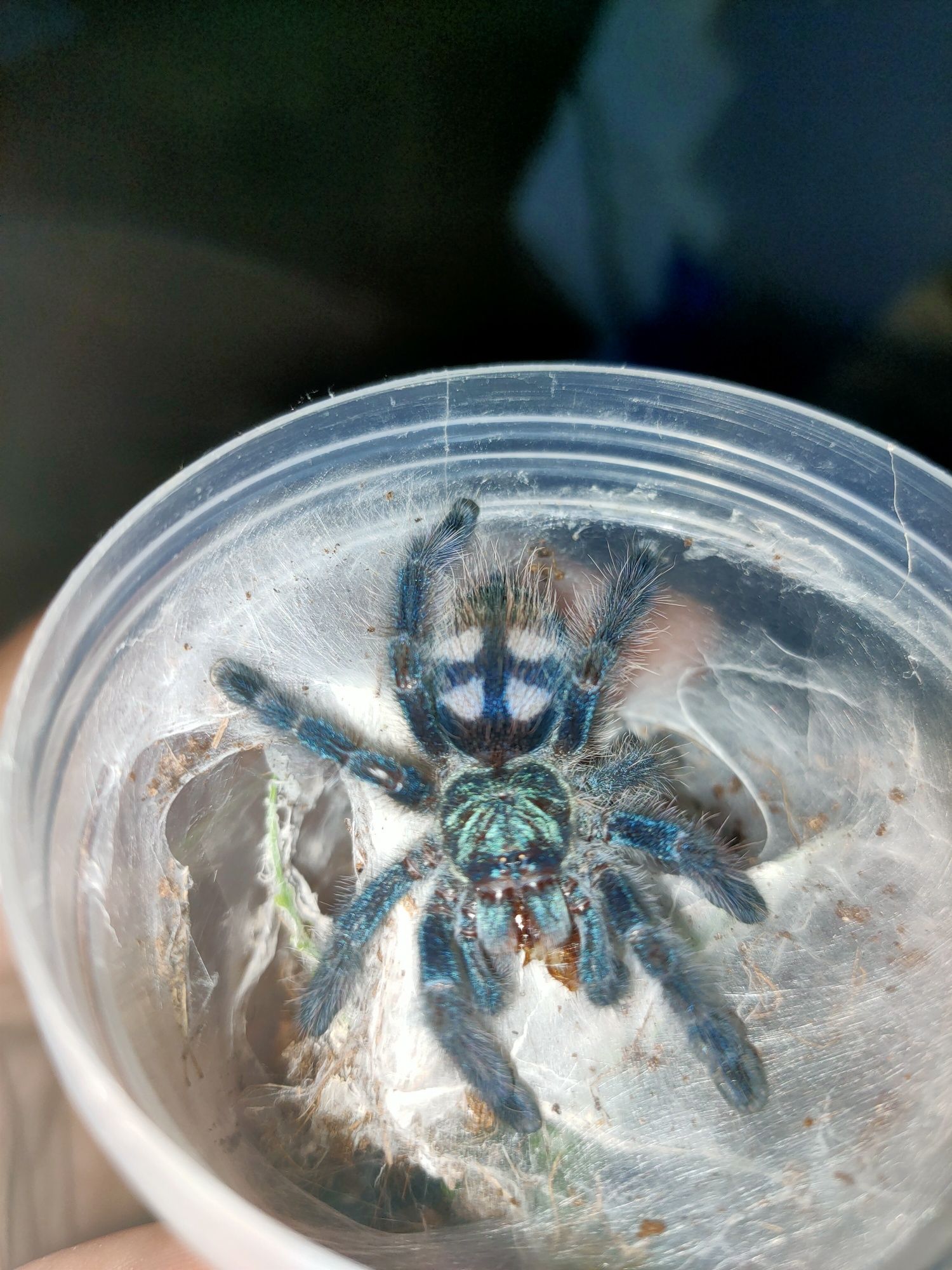 Caribena (Avicularia) versicolor – ptasznik wielobarwny ponad 2 DC

cz