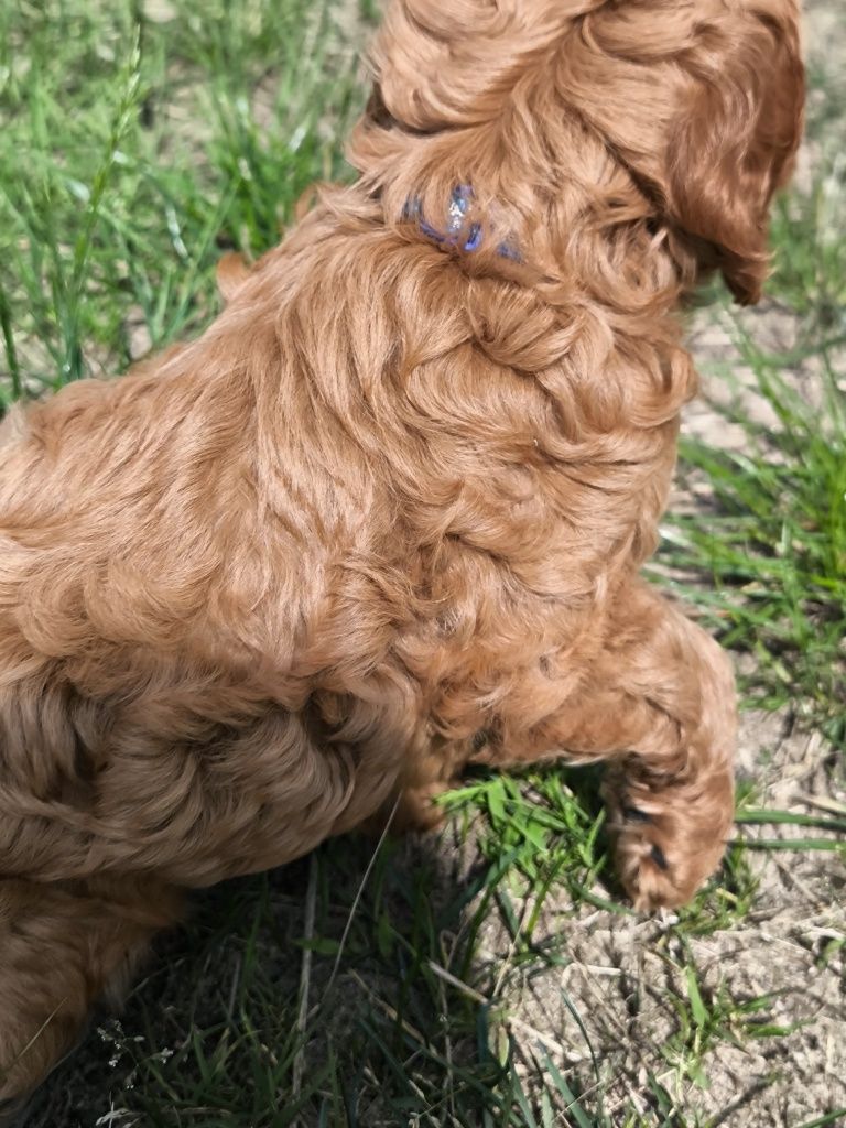 Cockapoo F1 Śliczny chłopak - BADANIA