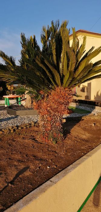 Planta de jardim tipo palmeira cica