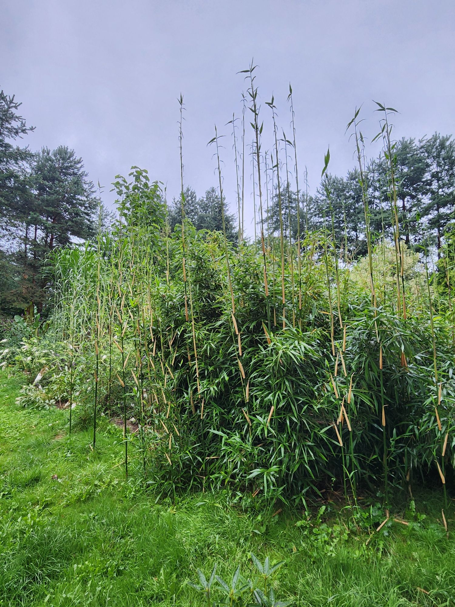 Bambus Semiarundinaria fastuosa 'Viridis' Bambus świątynny.