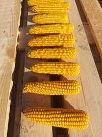 Kukurydza w kolbach dla gryzoni