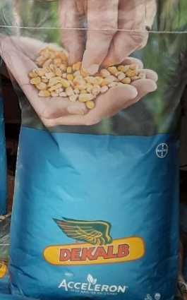 Фермерське господарство Продасть залишкі насіння кукурудзи Монсанто