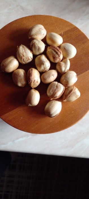 Горіх фундука урожай 2025р