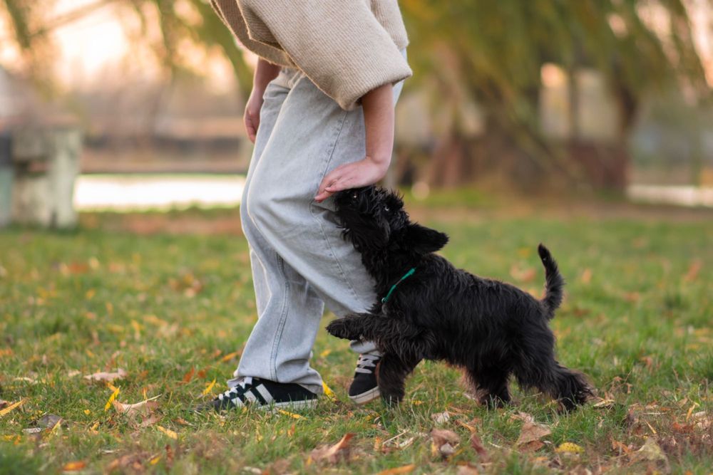 Кінолог | Київ | Дарую ключ до серця вашого собаки!