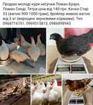 Продаю молоді кури несучки,качки,бройлер від 3 кг