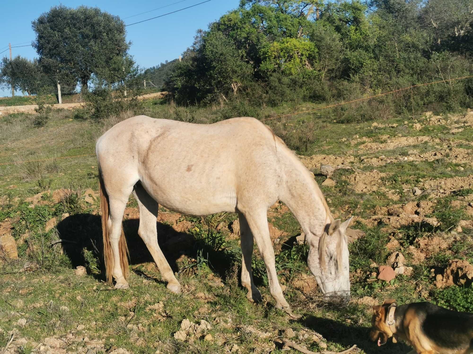 Egua Mosqueada linha antiga