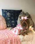 York suczka miniaturka Yorkshire Terrier