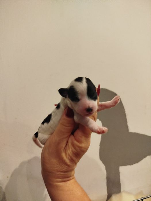 Pudel miniaturowy biało czarny wielobarwny