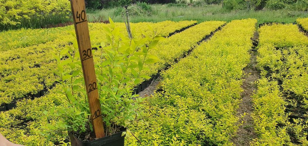 Tawuła japońska Goldmound na żywopłot, żółta, gold.