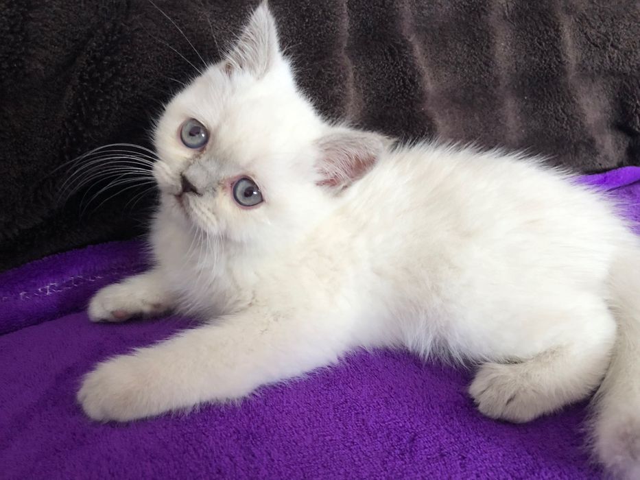 Scottish Straight Negociável