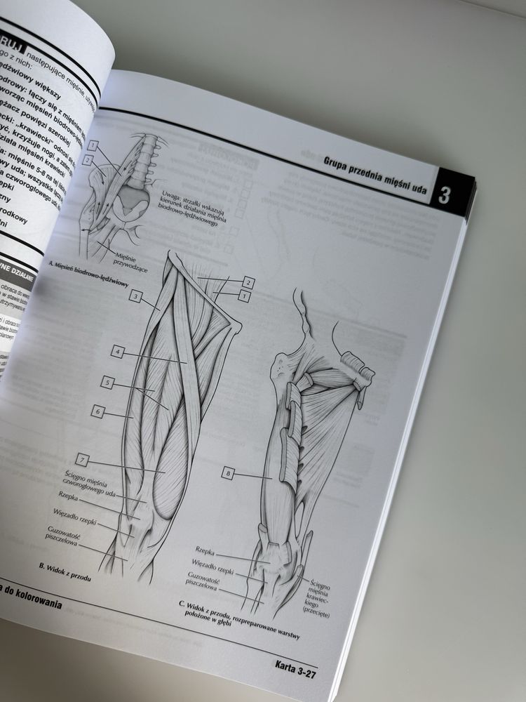 Atlas anatomiczny Nettera do kolorowania