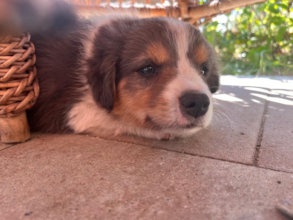 Border Collie czarno bialy/badania gen/ gotowy do odbioru