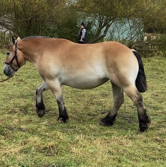 Klacz Zimnokrwista Księga Główna