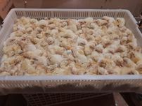 Курчата бройлера кобб 500