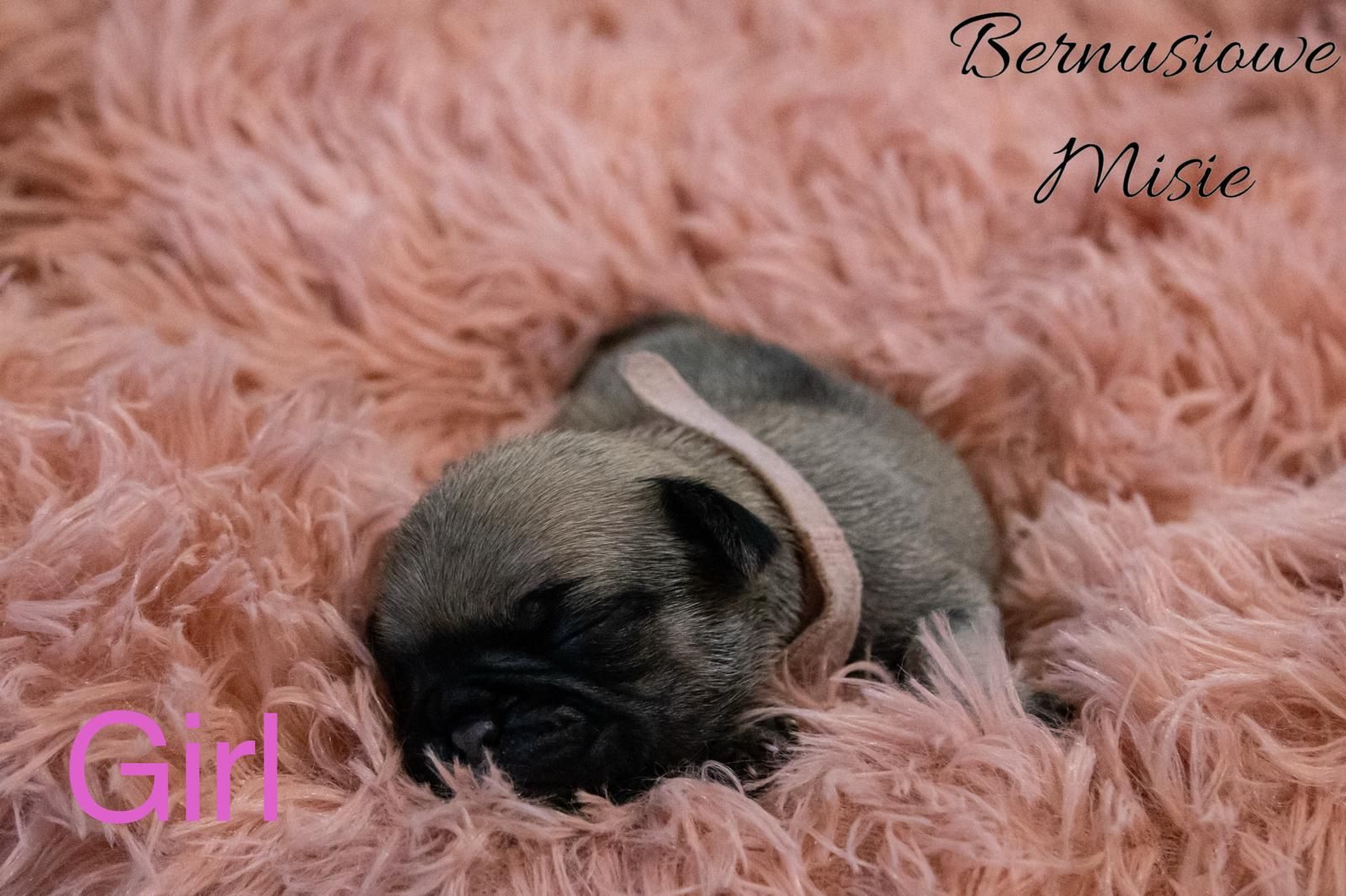 Mops -suczka beżowa