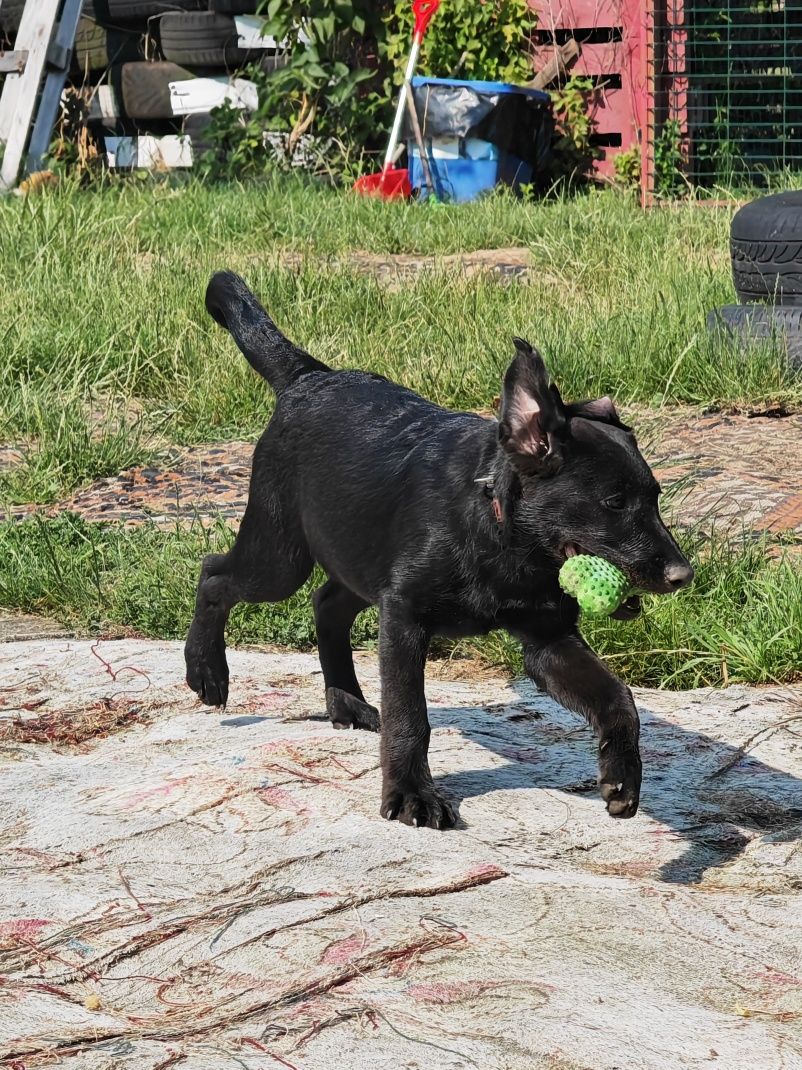 Wenus do adopcji! Sandomierz