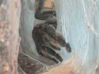 Psalmopoeus irminia samiec dorosły