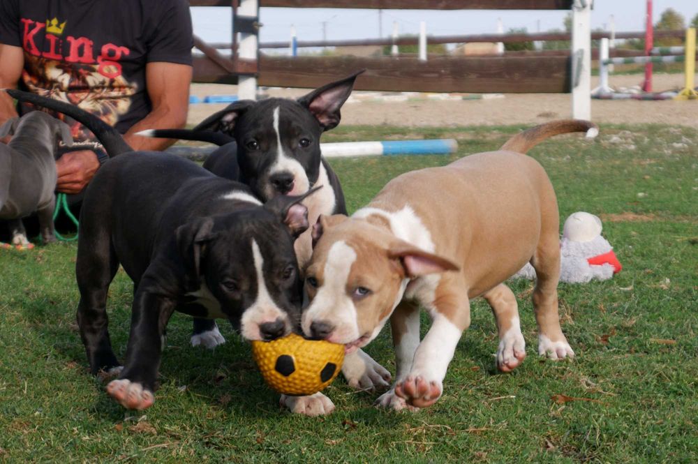 American Staffordshire Terrier ZKwP Amstaff FCI piękny piesek