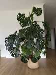 Duża Monstera - ponad 2.5m