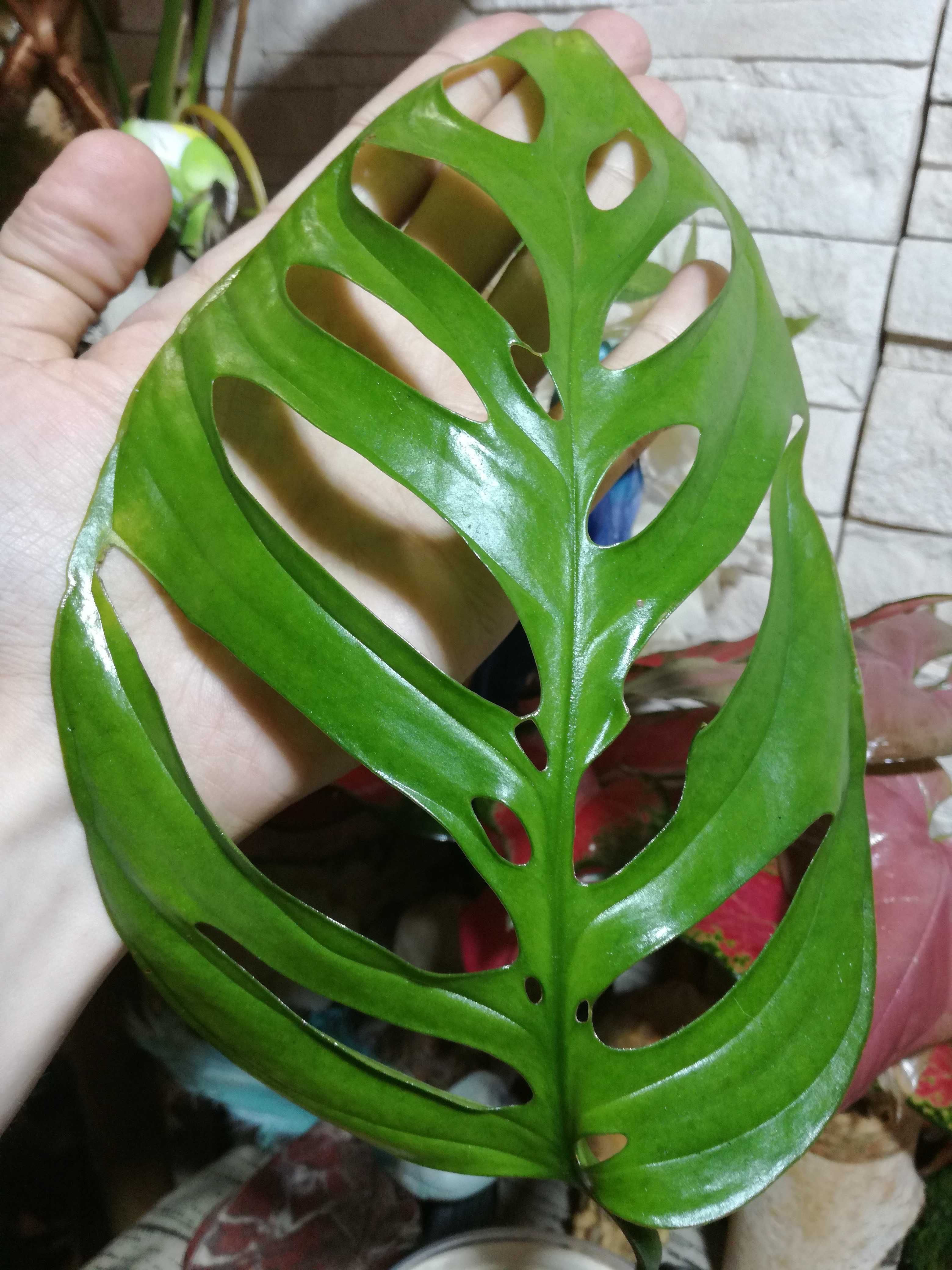 INTERNATIONAL Epipremnoides Monstera nie philodendron filodendron 1 li