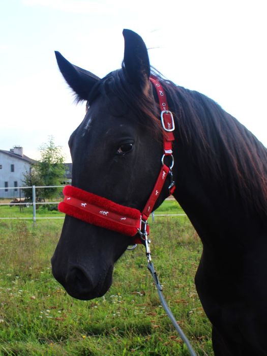 Klaczka Śląska 15 miesięcy