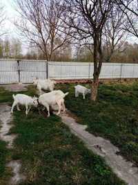 3 Кози та 5 козинят (1цапок)