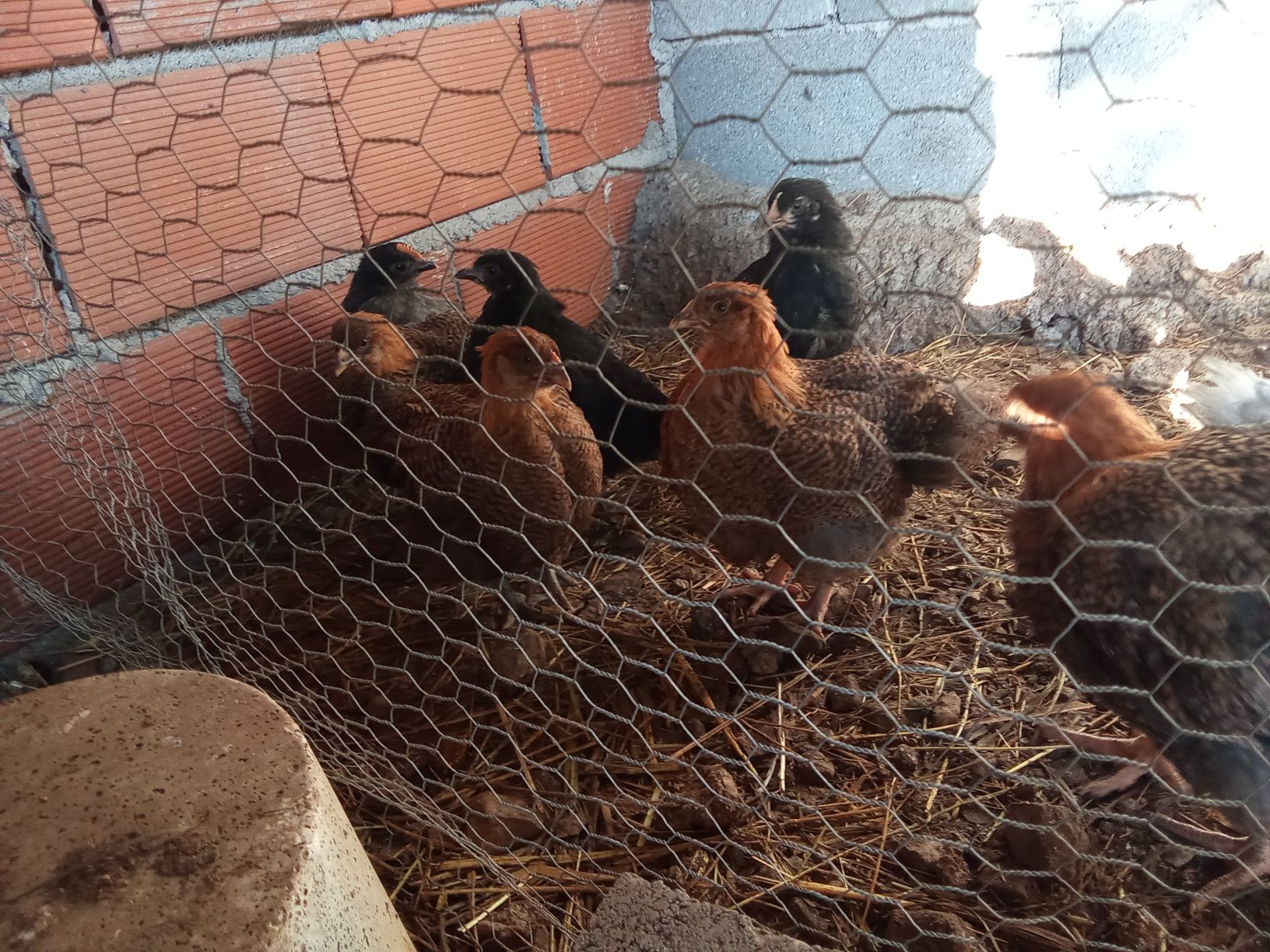 Piintos várias raças