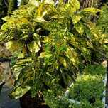 Aukuba japońska 'Crotonifolia', piękne, duże okazy, mrozoodporna!