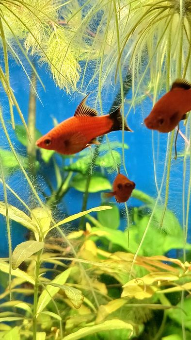 Меченосец, моллінезія, хелени, рослини