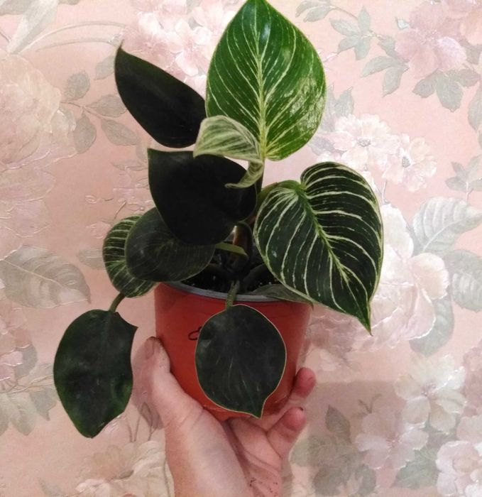 филодендрон 5 сортов