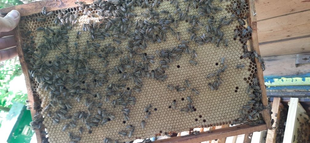 Бджолопакети Пчелопакеты