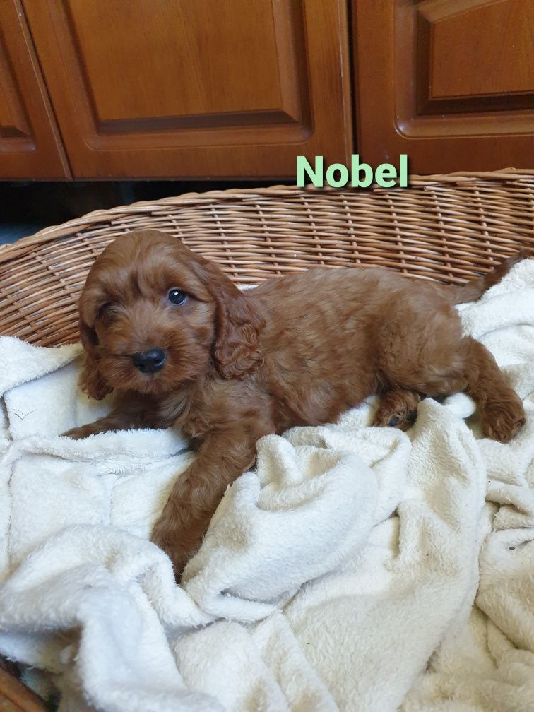 Cockapoo. Chlopczyk Nobel. Pudel miniaturowy/ Cocker spaniel