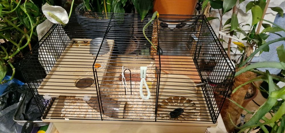 Sprzedam Chomika z akcesoriami